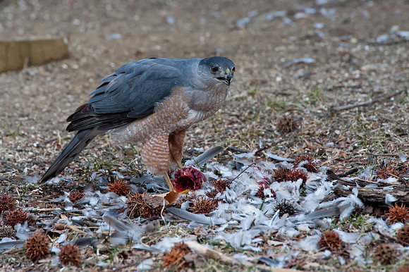 Hawk3