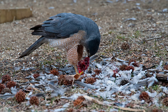 Hawk9