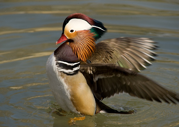 Mandarin Duck