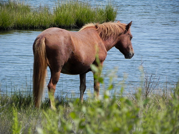 Wild Horses 1--23