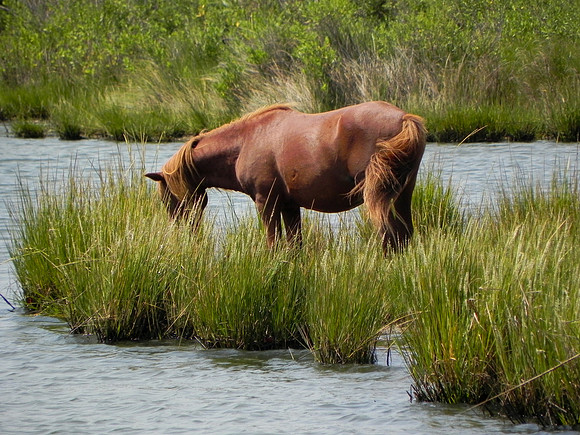 Wild Horses 1--18
