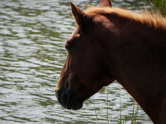Wild Horses 1--20