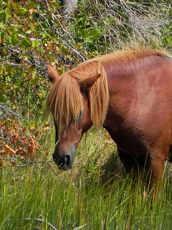 Wild Horses 1--31