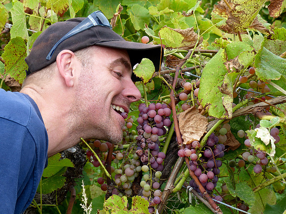 Fresh Grapes