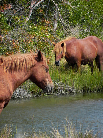 Wild Horses 1--28
