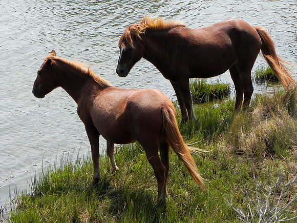 Wild Horses 1--22