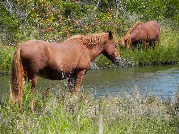 Wild Horses 1--27