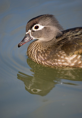 Female Wood Duck