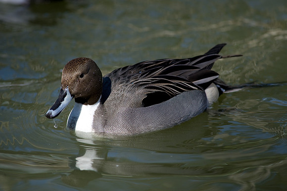 Northern Pintail