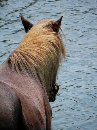 Wild Horses 1--21