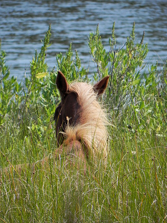 Wild Horses 1--25