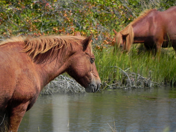 Wild Horses 1--30