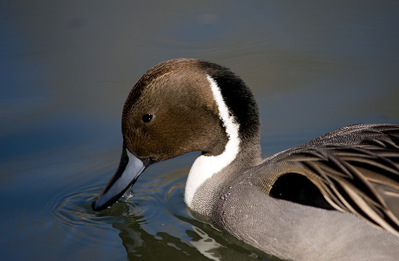 Northern Pintail