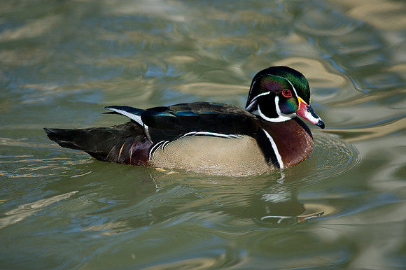 American Wood Duck