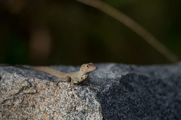 DSC_9375-Edit