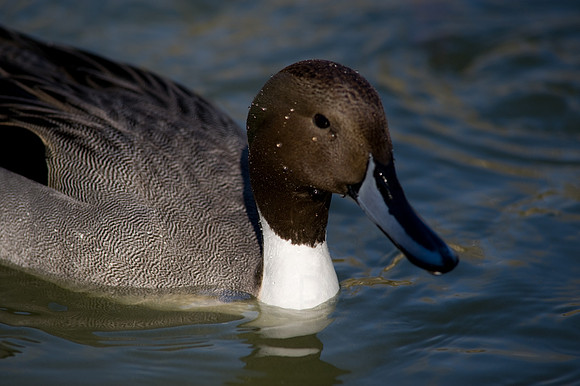 Pintail
