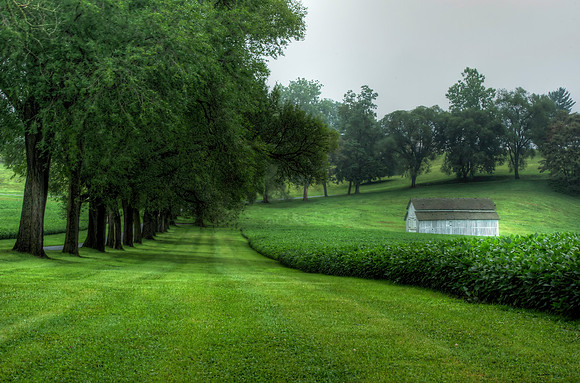 Misty Summer Morning