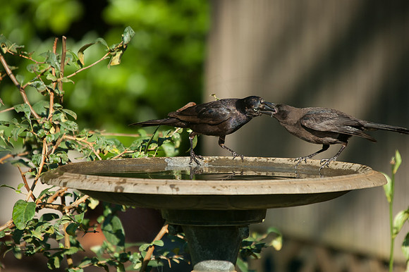 DSC_4850-Edit-Edit