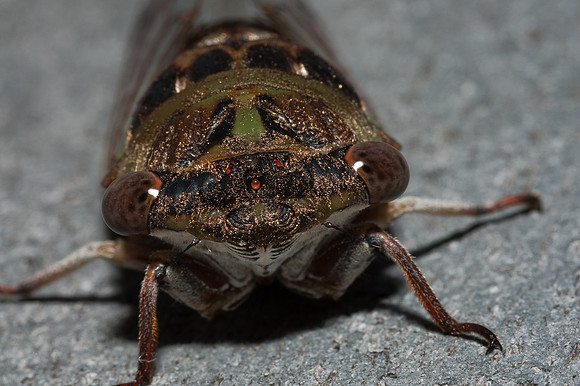 DSC_6279-Edit