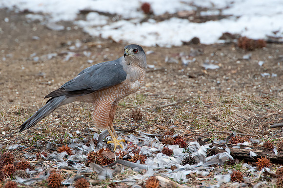 Hawk7