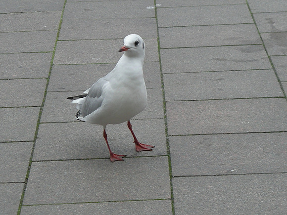DSCN0423