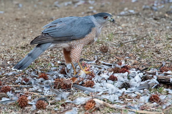 Hawk8