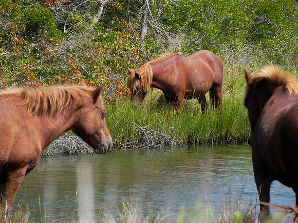 Wild Horses 1--29