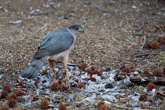 Hawk1