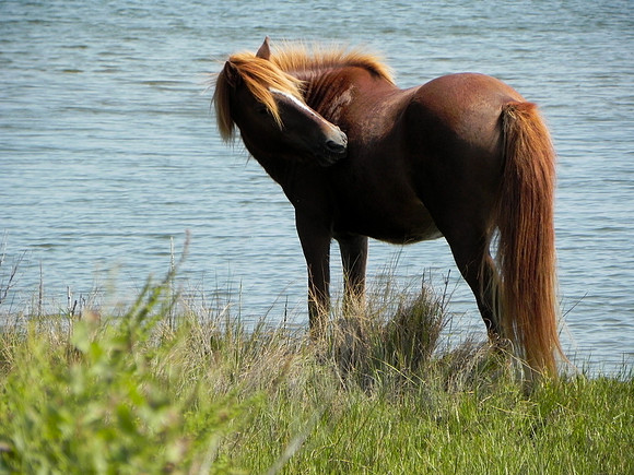 Wild Horses 1--24