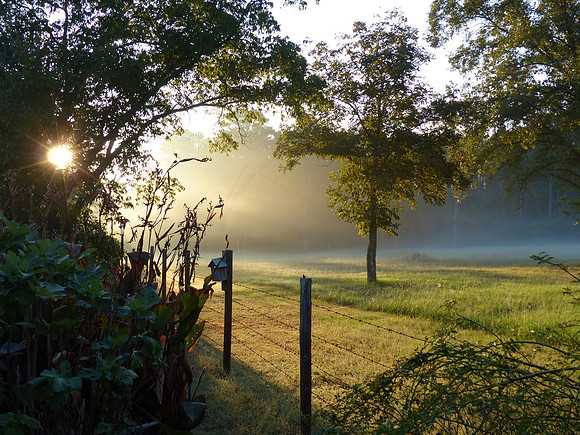 Early Morning Fog
