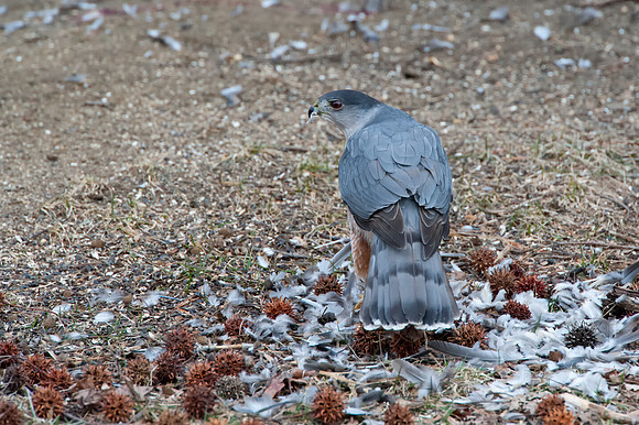 Hawk2